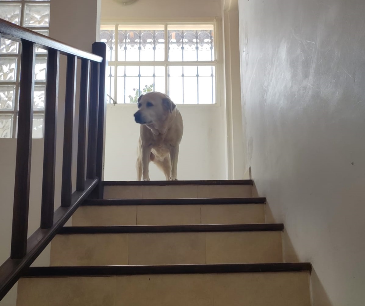 The dog and the stairs