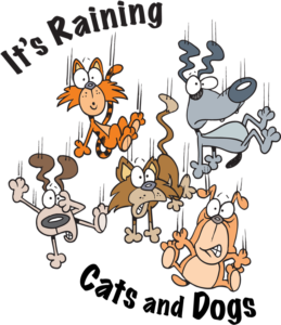 It's raining cats and dogs!